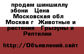 продам шиншиллу, эбони › Цена ­ 2 500 - Московская обл., Москва г. Животные и растения » Грызуны и Рептилии   